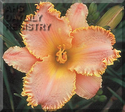 Huckleberry Friend AHS image