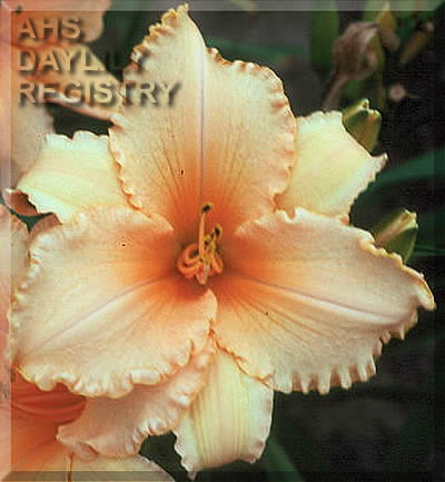 Apricot Aristocrat AHS image