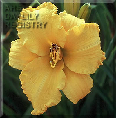Scoop the Gold AHS image