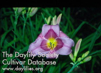 Dane Craft AHS image