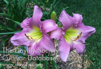 Lynnette Jean AHS image