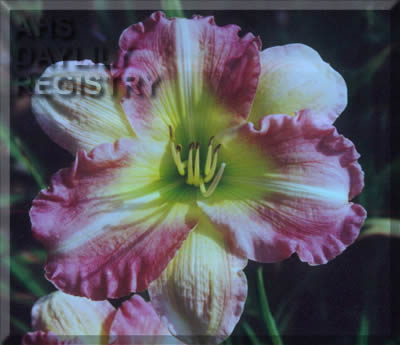 Tina Cox AHS image