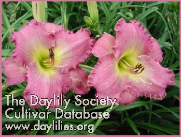 Lavender Loveliness AHS image