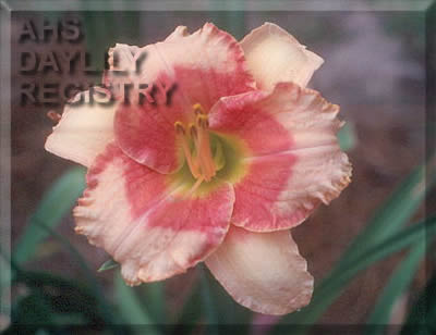 Strawberry Magic AHS image