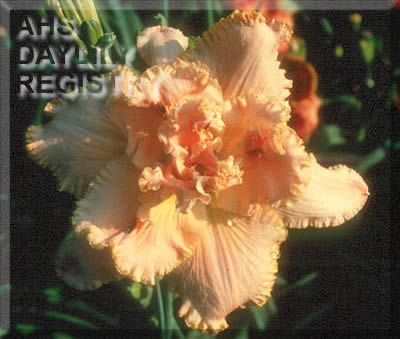 Legendary Appeal AHS image