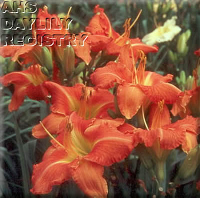 Orange Obsession AHS image