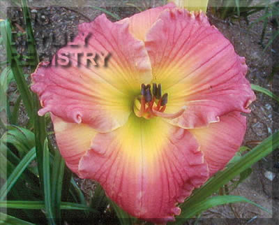 Smith Lake Charmer AHS image