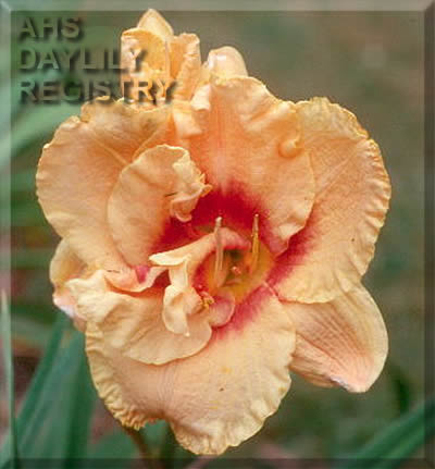 Give Thanks AHS image