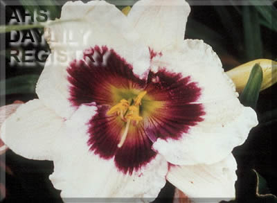 Westbourne Blackberry Cobbler AHS image
