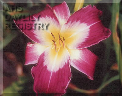 Westbourne Paw Kirby AHS image