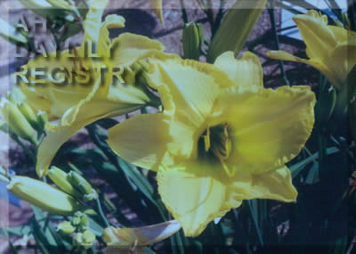 Unionville Gold AHS image