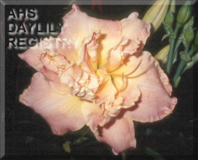 Quentin Haas AHS image
