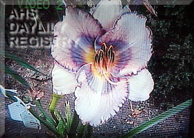 Blue Treasure AHS image
