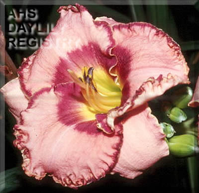 Naomi Alwayne AHS image