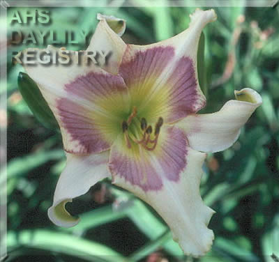 Blueberry Cream Swirls AHS image