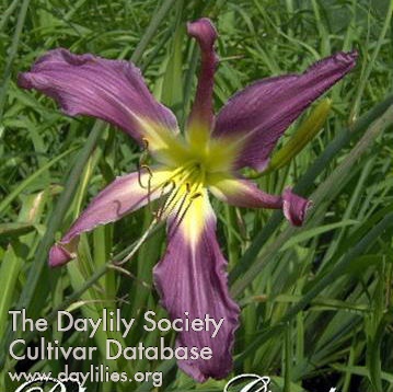 Belladonna Starfish AHS image