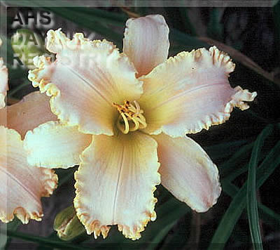 Fringed Blessings AHS image