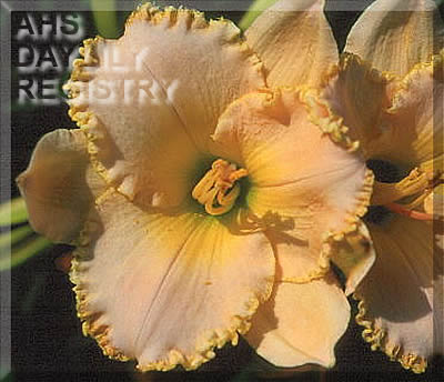 Madison Beach AHS image
