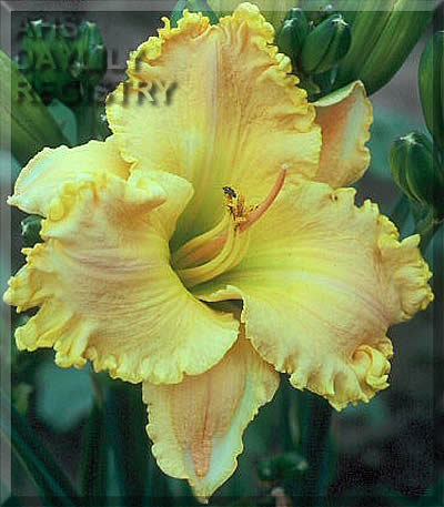 Centennial Dawn AHS image