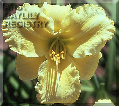 Lemon Bird AHS image