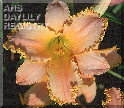Royal Honor AHS image