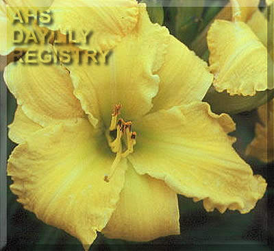 Bananas Plus AHS image