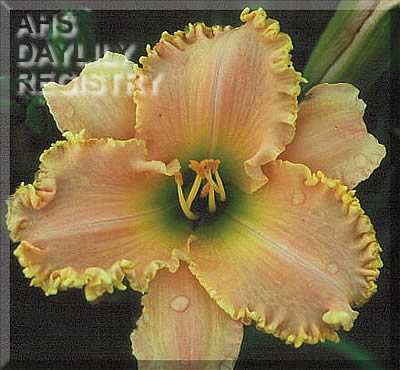Lasting Memory AHS image