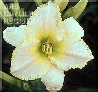 Lively Lois AHS image