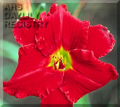 Count Radish Plus AHS image