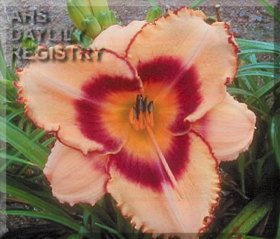 Redigo AHS image