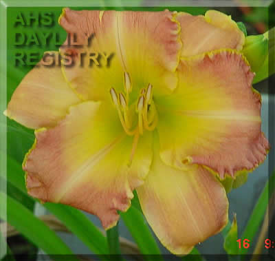 Nate Rudolph AHS image