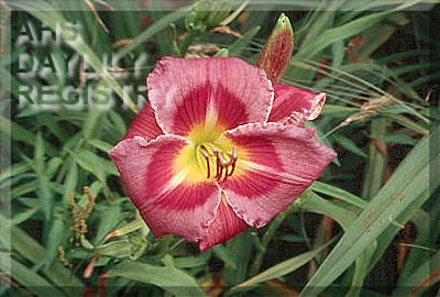 Purples Three AHS image