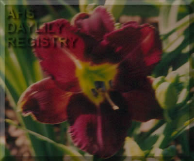 Texas Red Head AHS image