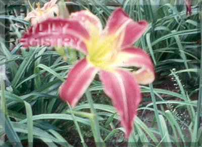 Purple Starburst