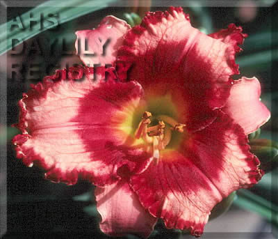 Jordan Verhaert AHS image