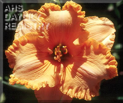 Spacecoast Citrus Kick AHS image