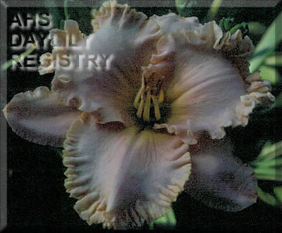 Spacecoast Cream Supreme AHS image