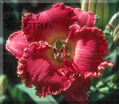 Spacecoast Raspberry Mist AHS image