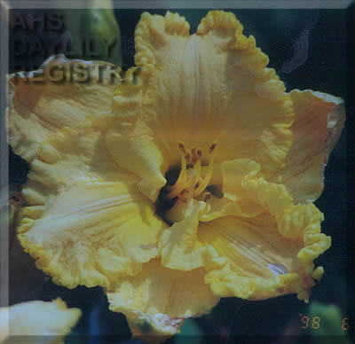 Forestlake Pikachu AHS image