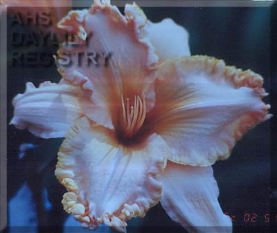 Forestlake Steve Harding AHS image