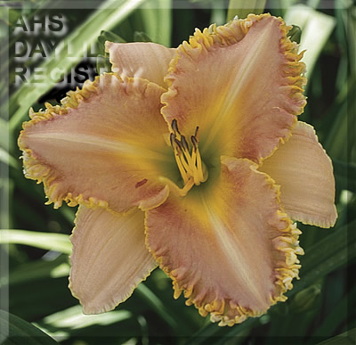 Toothsome AHS image