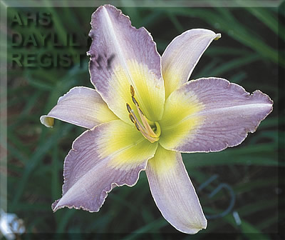 Star Wishes AHS image