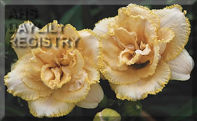 Beaded Truffle AHS image