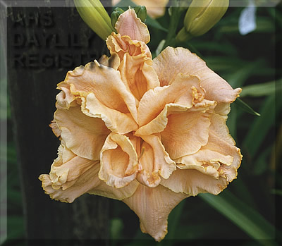Heady Perfume AHS image