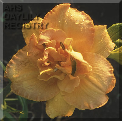 Treasure Truffle AHS image