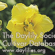 Bright Yellow Truffle AHS image