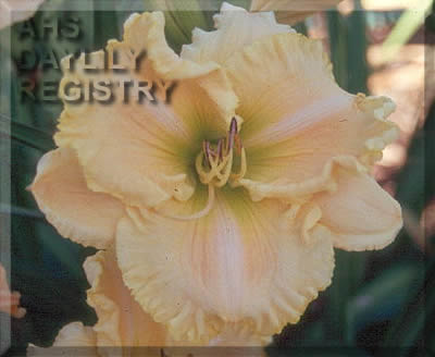 My Offering AHS image
