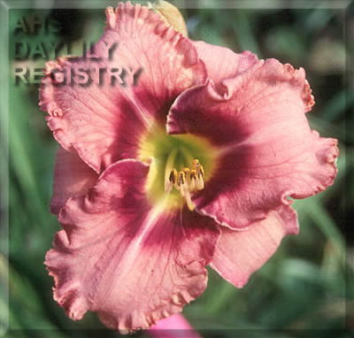 Prairie Bride AHS image