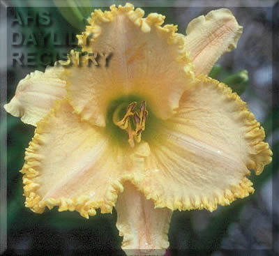 Prairie Gold Crown AHS image