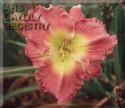 Prairie Lavender Beauty AHS image